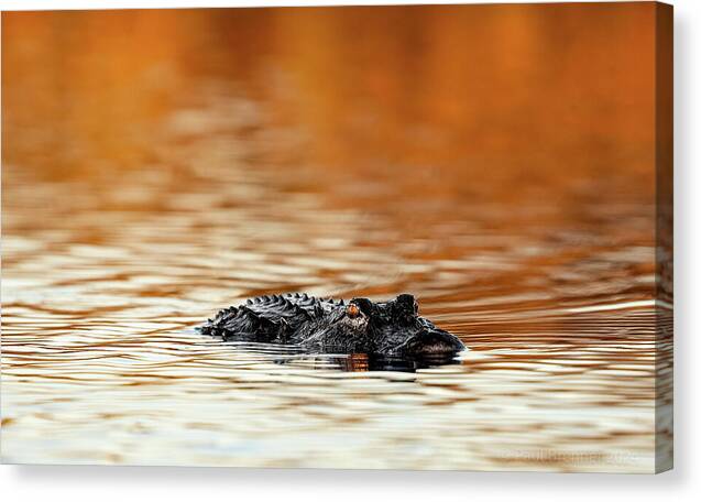 Amber Hour - Canvas Print
