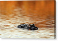 Amber Hour - Canvas Print