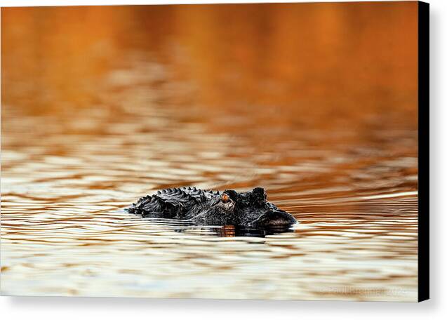 Amber Hour - Canvas Print