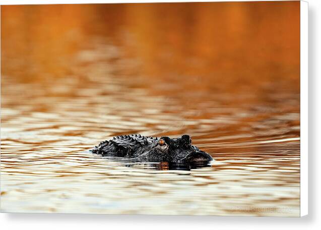 Amber Hour - Canvas Print
