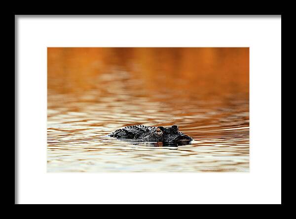 Amber Hour - Framed Print