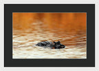 Amber Hour - Framed Print