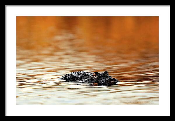 Amber Hour - Framed Print
