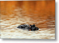 Amber Hour - Metal Print