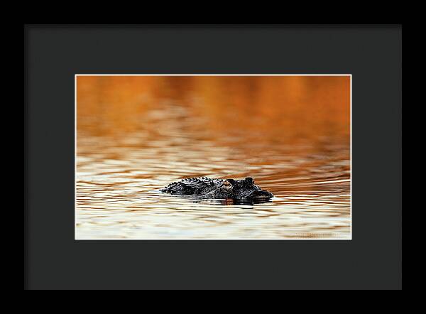 Amber Hour - Framed Print