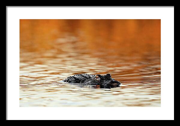 Amber Hour - Framed Print