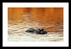Amber Hour - Framed Print