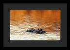 Amber Hour - Framed Print