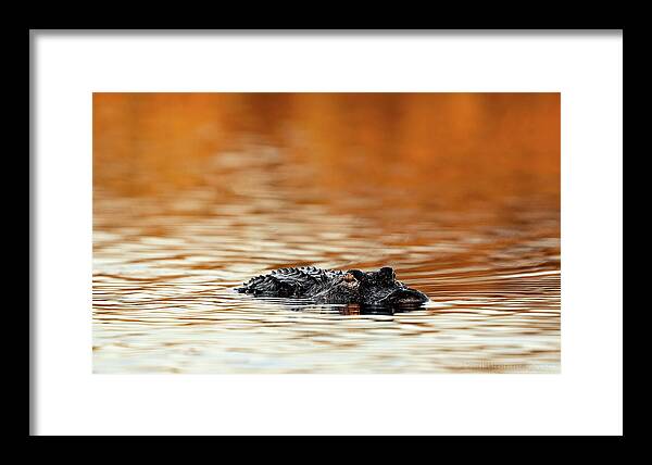 Amber Hour - Framed Print