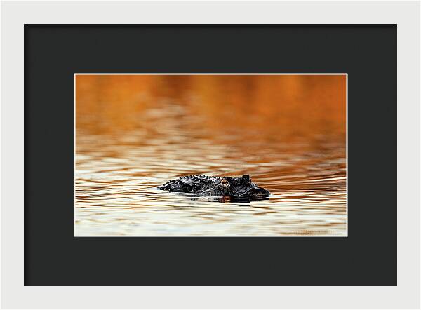 Amber Hour - Framed Print