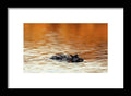 Amber Hour - Framed Print
