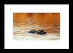 Amber Hour - Framed Print
