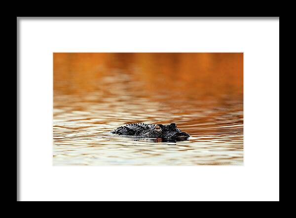 Amber Hour - Framed Print