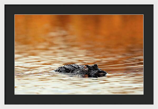 Amber Hour - Framed Print