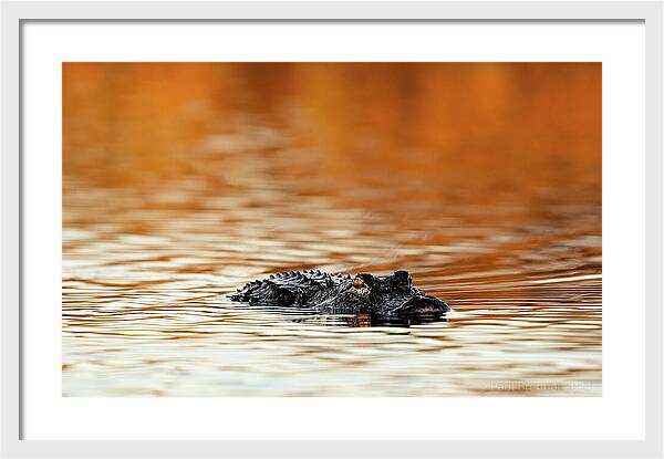 Amber Hour - Framed Print