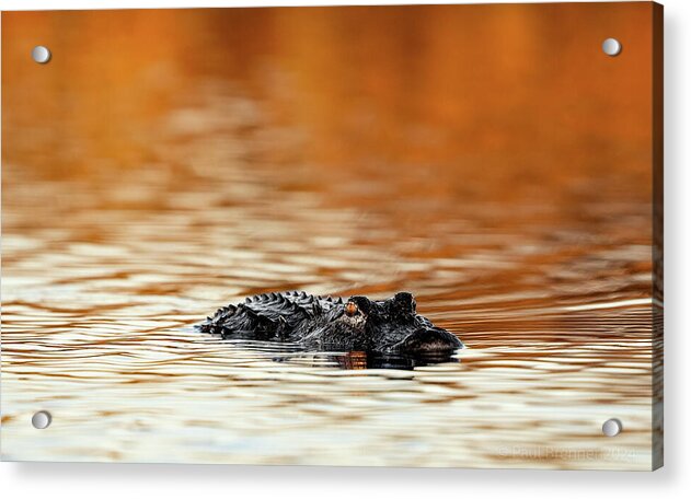 Amber Hour - Acrylic Print
