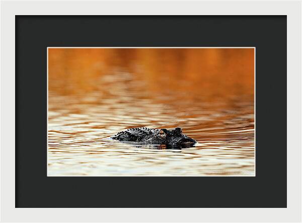Amber Hour - Framed Print