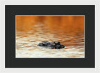Amber Hour - Framed Print