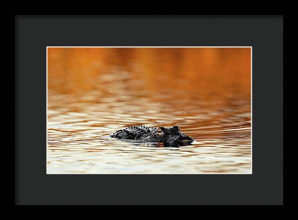 Amber Hour - Framed Print