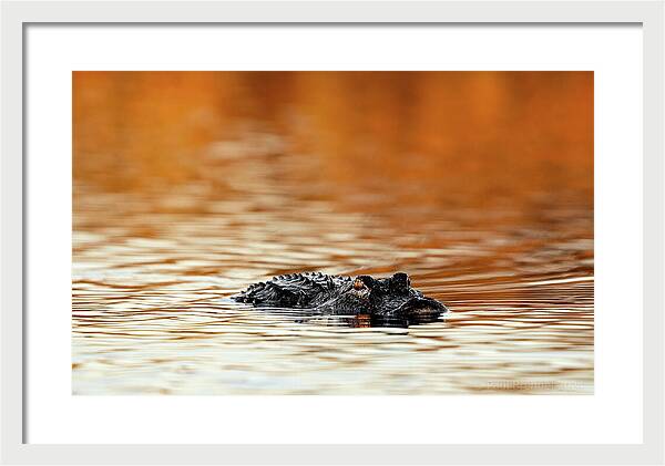 Amber Hour - Framed Print