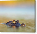 Apex - Canvas Print