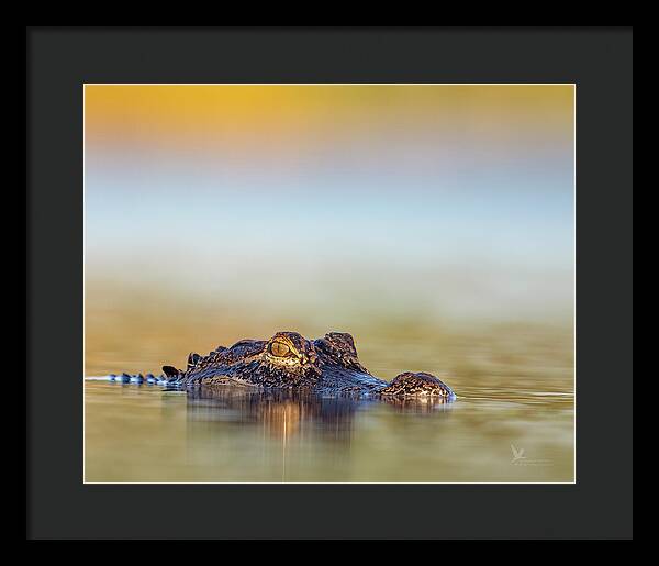 Apex - Framed Print