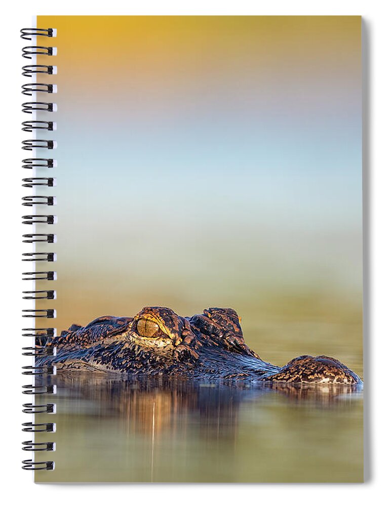 Apex - Spiral Notebook