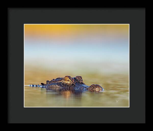 Apex - Framed Print