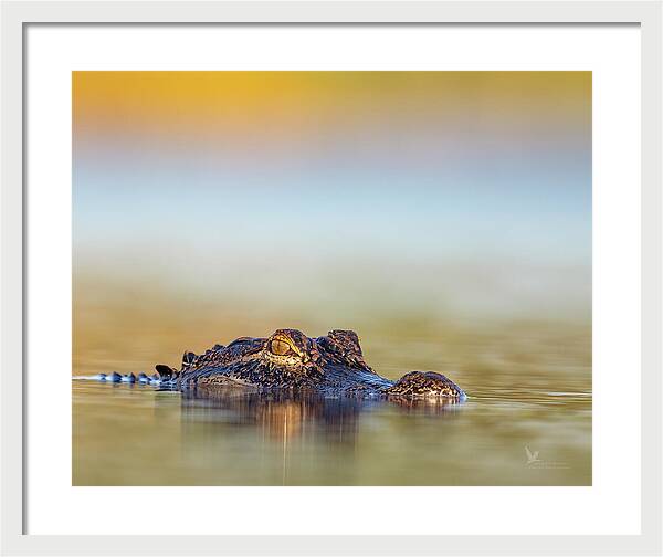 Apex - Framed Print
