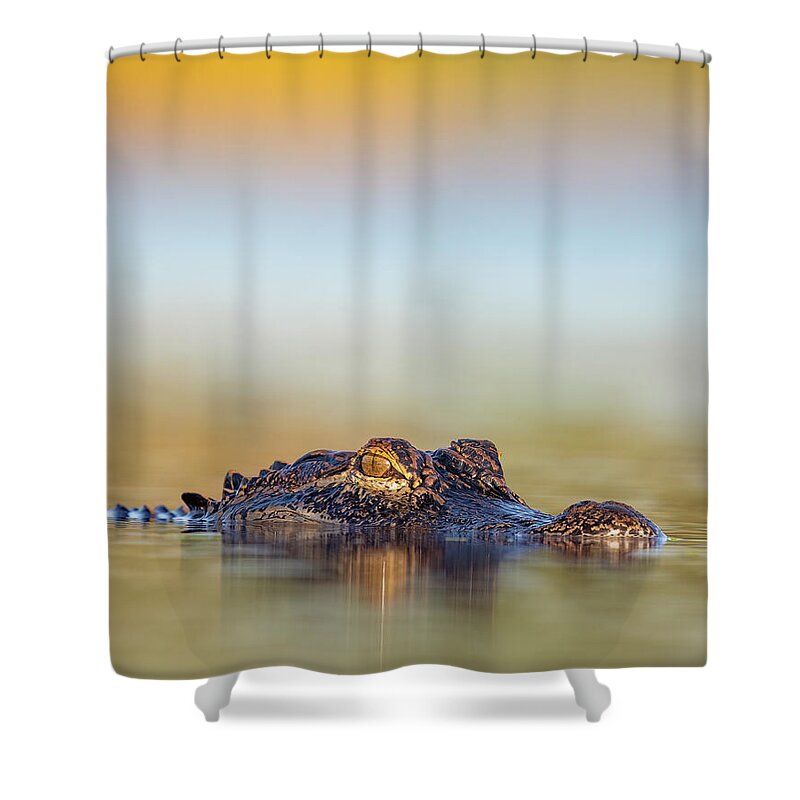Apex - Shower Curtain