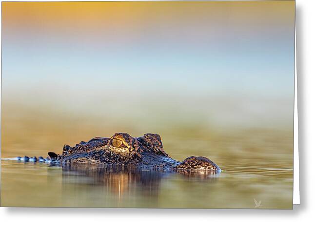 Apex - Greeting Card