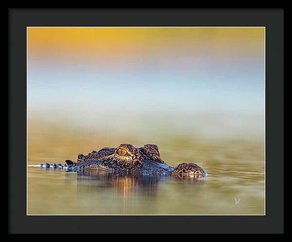 Apex - Framed Print