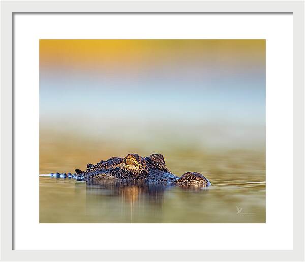 Apex - Framed Print