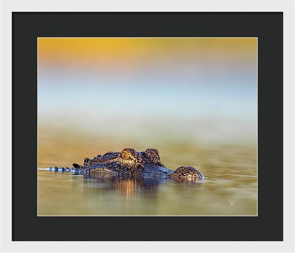 Apex - Framed Print