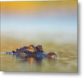 Apex - Metal Print