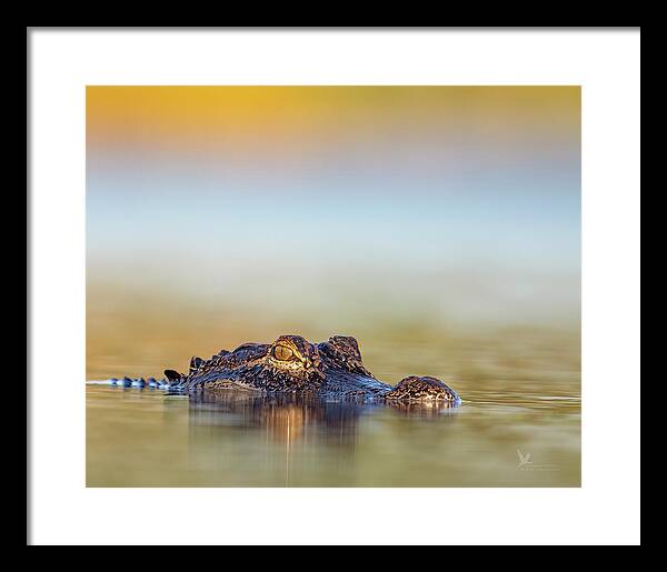 Apex - Framed Print