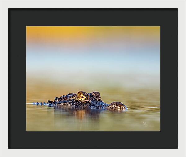 Apex - Framed Print