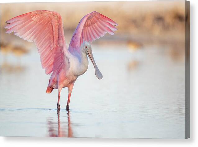 Blush - Canvas Print