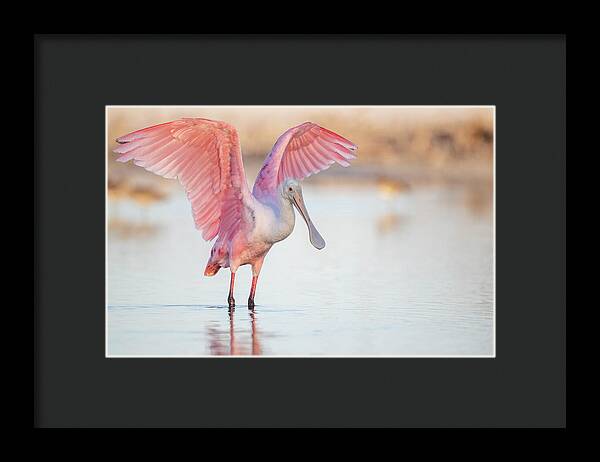 Blush - Framed Print