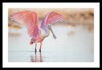 Blush - Framed Print