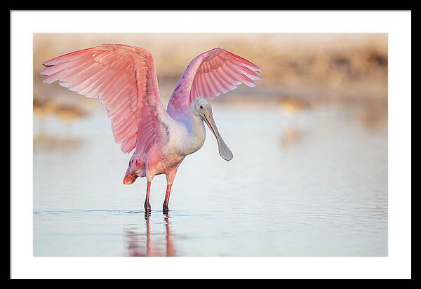 Blush - Framed Print