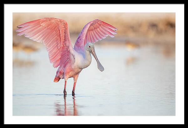 Blush - Framed Print
