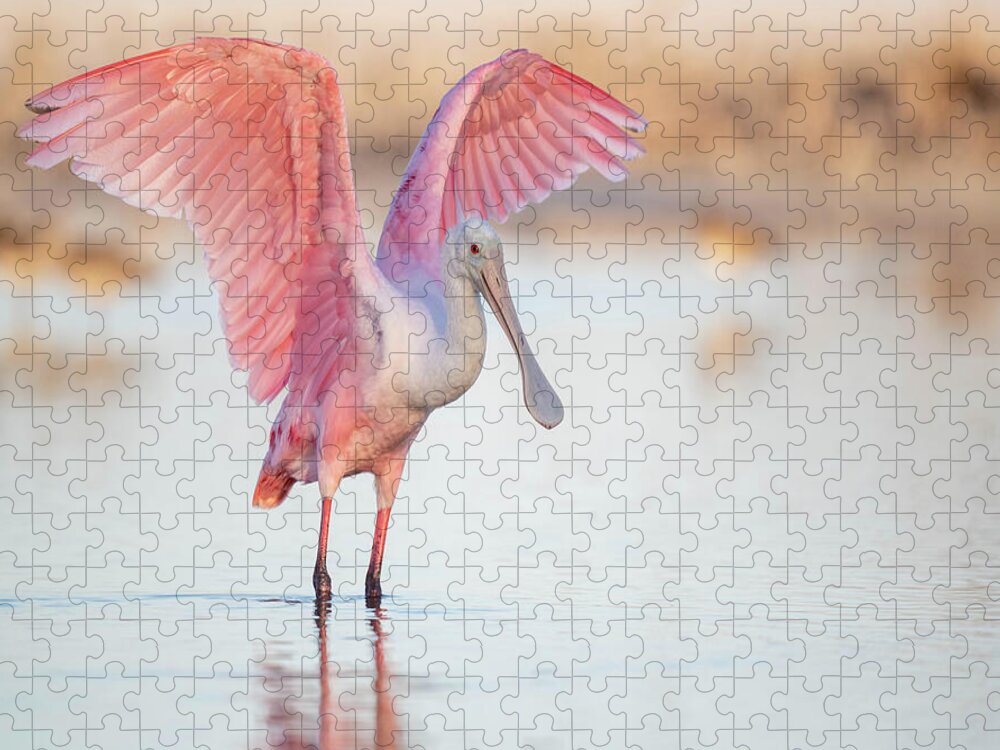 Blush - Puzzle