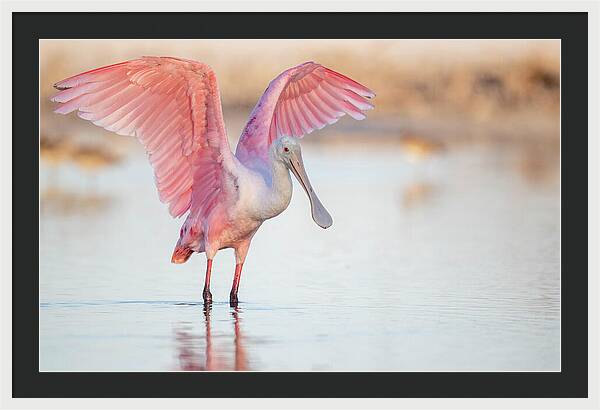 Blush - Framed Print
