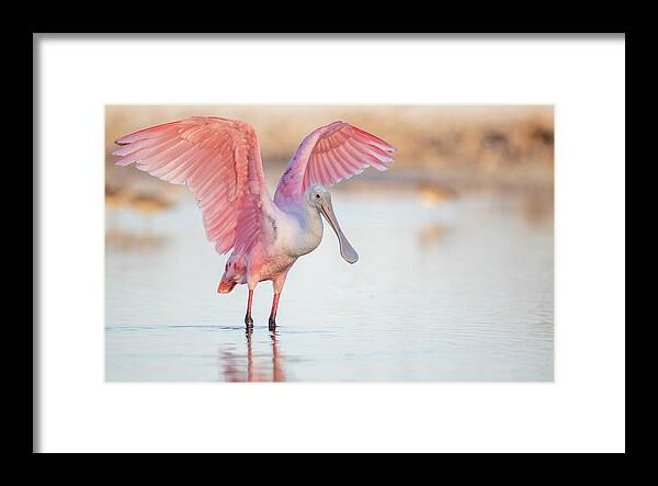 Blush - Framed Print