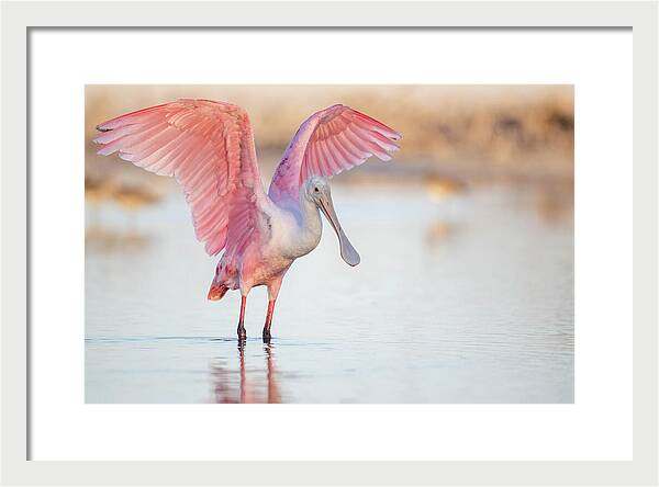 Blush - Framed Print