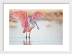 Blush - Framed Print
