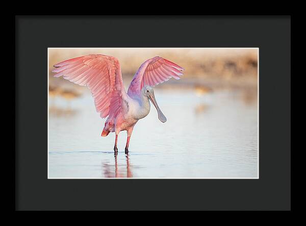 Blush - Framed Print