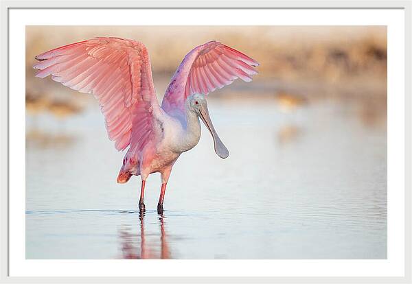 Blush - Framed Print