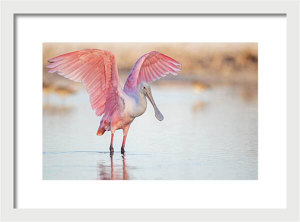 Blush - Framed Print